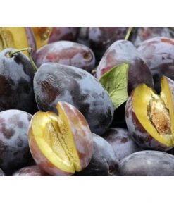 Zwetschgen-Duo 'Hauszwetsche'/'Oullins Reneklode' -Outdoor Garten Geschäft 7663586 PR DE 001 PrunusPflaumeHauszwetschgePixabay