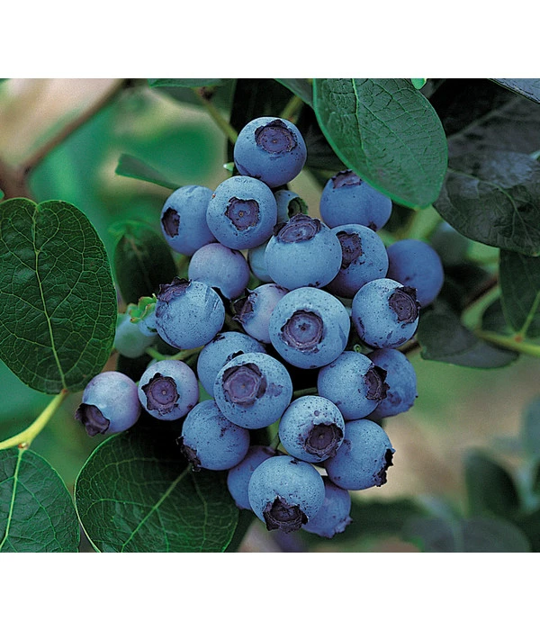 Dehner Gourmet Garten Heidelbeere 'Spartan' 1 Dehner Gourmet Garten Heidelbeere 'Spartan'