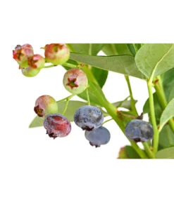 Dehner Gourmet Garten Heidelbeere 'Spartan' 9 Dehner Gourmet Garten Heidelbeere 'Spartan' -Outdoor Garten Geschäft 7665508 PR DE 002 GourmetGartenHeidelbeereSpartan3LiterDehnerExpressHerzig