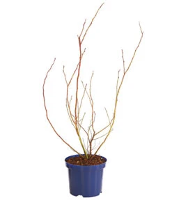 Dehner Gourmet Garten Heidelbeere 'Spartan' 7 Dehner Gourmet Garten Heidelbeere 'Spartan' -Outdoor Garten Geschäft 7665508 WE FS 001 GGHeidelbeereSparten3L