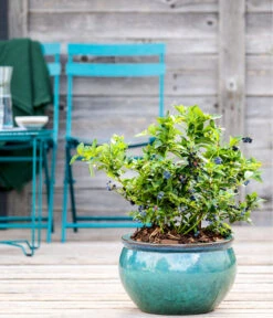 Dehner Gourmet Garten Heidelbeere 'Spartan' 8 Dehner Gourmet Garten Heidelbeere 'Spartan' -Outdoor Garten Geschäft 7665508 WE MO HeidelbeereSpartan