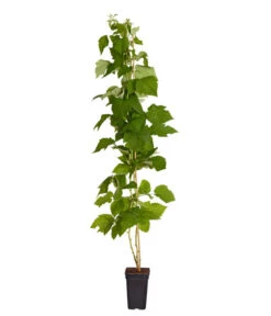 Bestseller -Outdoor Garten Geschäft 7666662 PR FS 002 Himbeere HomeCaneDehnerExpressZS