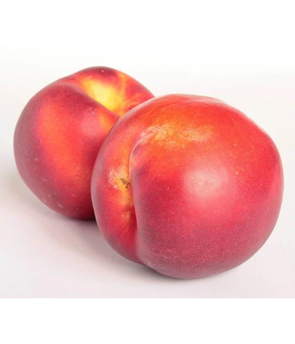 Dehner Nektarine 'Independence' 1 Dehner Nektarine 'Independence'