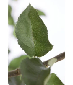 Winterapfel 'Jonagold' -Outdoor Garten Geschäft 7691645 PR DE 001 ApfelJonagoldMalusBusch95LiterDehnerExpressZS