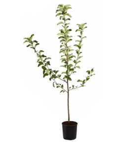 Winterapfel 'Jonagold' -Outdoor Garten Geschäft 7691645 PR FS 001 ApfelJonagoldMalusBusch95LiterDehnerExpressZS