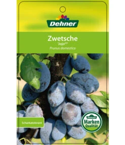 Zwetschge 'Jojo' -Outdoor Garten Geschäft 7692635 ZwetscheJojo Etikett 1