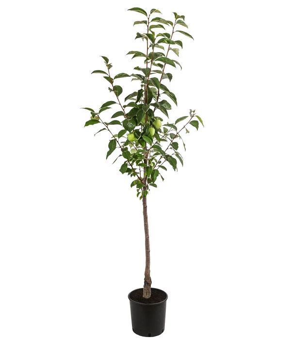 Kaki 'Ragno' 2 Kaki 'Ragno' – Bild 2