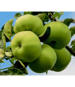 Sommerapfel 'Klarapfel', Weiß