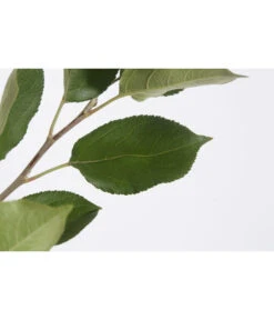 Sommerapfel 'Klarapfel', Weiß -Outdoor Garten Geschäft 7701386 PR DE 001 KlarapfelWeissMalusDomesticaBusch95LiterDehnerExpressZS