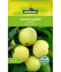 Sommerapfel 'Klarapfel', Weiß -Outdoor Garten Geschäft 7701386 SommerapfelKlarapfel Etikett 1