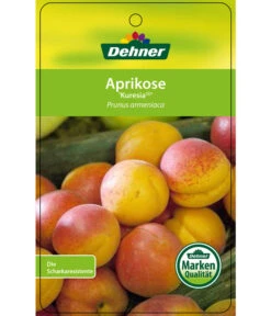 Aprikose 'Kuresia' 6 Aprikose 'Kuresia' -Outdoor Garten Geschäft 7704158 AprikoseKuresia Etikett 1
