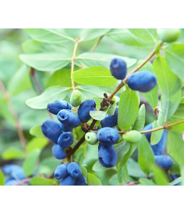 Sibirische Blaubeere 'MyBerry® Sweet' 1 Sibirische Blaubeere 'MyBerry® Sweet'