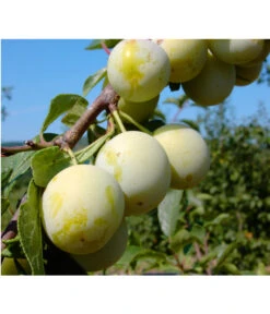 Zwetschgen-Duo 'Nancy/Schönberger' -Outdoor Garten Geschäft 7719230 BildFS 001 ZwetscheNancyMirabelleNancyMirabelleBu