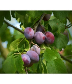 Zwetschgen-Duo 'Nancy/Schönberger' -Outdoor Garten Geschäft 7719321 WE DE 001 ZwetschgenDuoNanySchoenebergerPixabay