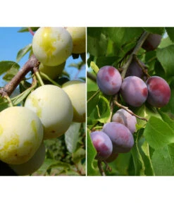 Zwetschgen-Duo 'Nancy/Schönberger'