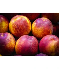 Nektarine 'Fantasia' -Outdoor Garten Geschäft 7720170 WE MO 002 NektarineFantasiaPixabay