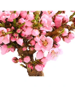 Zwergnektarine 'Nectarella' -Outdoor Garten Geschäft 7720204 PR DE 001 ZwergNektarine7LDehnerExpressHerzig