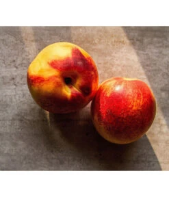 Zwergnektarine 'Nectarella' -Outdoor Garten Geschäft 7720204 WE DE 002 Zwergnektarine