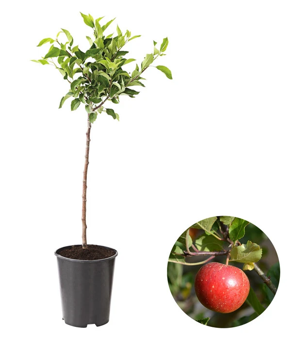 Zwergapfel 1 Zwergapfel