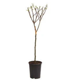 Bestseller -Outdoor Garten Geschäft 7723950 WE FS 001 ZwergapfelObstZwergeKidsDehnerExpressHerzig