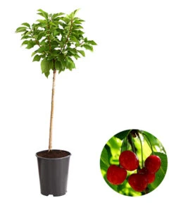 Bestseller 7 Zwergsauerkirsche