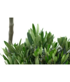 XXL Pompon-Olivenbaum, Ca. 160-180 Cm -Outdoor Garten Geschäft 7724685 WE DE 001 XXLPompon Olivenbaum160 180cm