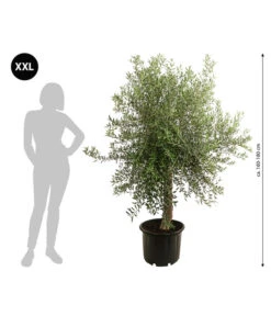 XXL Olivenbaum, Ca. 160-180 Cm 6 XXL Olivenbaum, Ca. 160-180 Cm -Outdoor Garten Geschäft 7724693 WE BG 001 XXLOlivenbaum160180