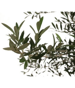 XXL Olivenbaum, Ca. 160-180 Cm 7 XXL Olivenbaum, Ca. 160-180 Cm -Outdoor Garten Geschäft 7724693 WE DE 003 OleaOliveDehnerExpressHerzig