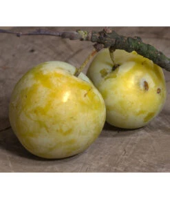 Zwetschgen-Duo 'Hauszwetsche'/'Oullins Reneklode' -Outdoor Garten Geschäft 7725518 PR DE 001 PrunusReneklodeOullinsPixabay