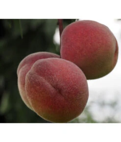 Zwergpfirsich, Rotlaubig -Outdoor Garten Geschäft 7728819 PR DE 001 PrunusPfirsichRubiraPixabayx