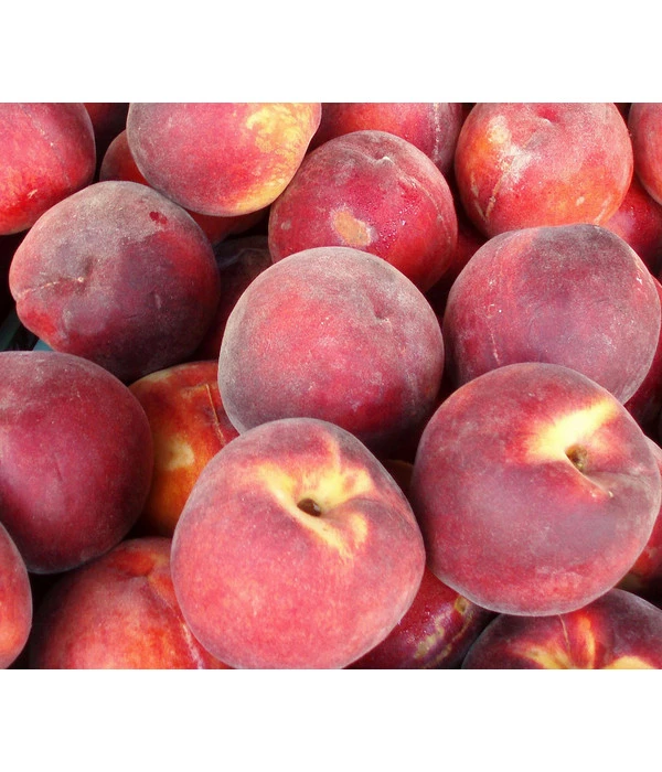 Dehner Pfirsich 'Red Haven' 1 Dehner Pfirsich 'Red Haven'