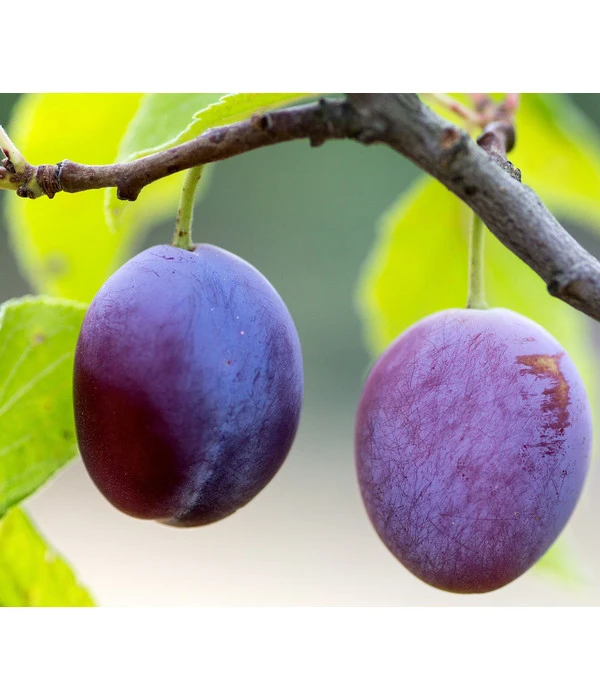 Zwetschge 'Presenta' 1 Zwetschge 'Presenta'