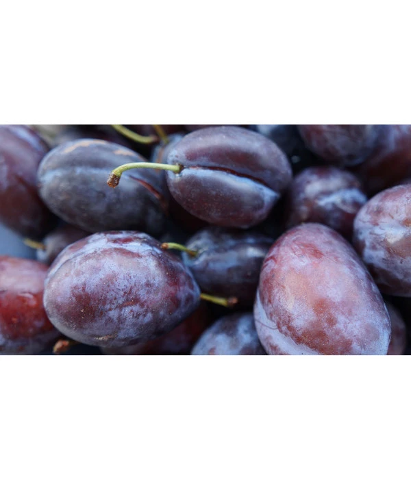 Zwetschge 'Presenta' 2 Zwetschge 'Presenta' – Bild 2