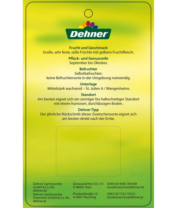 Zwetschge 'Presenta' 4 Zwetschge 'Presenta' – Bild 4