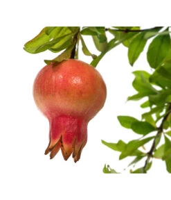 Granatapfel -Outdoor Garten Geschäft 7733470 PR DE 001 PunicaGranatapfelDehnerExpressHerzig