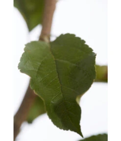 Herbstapfel 'Rebella' 7 Herbstapfel 'Rebella' -Outdoor Garten Geschäft 7737075 PR DE 001 ApfelRebellaMalusBusch95LiterDehnerExpressZS