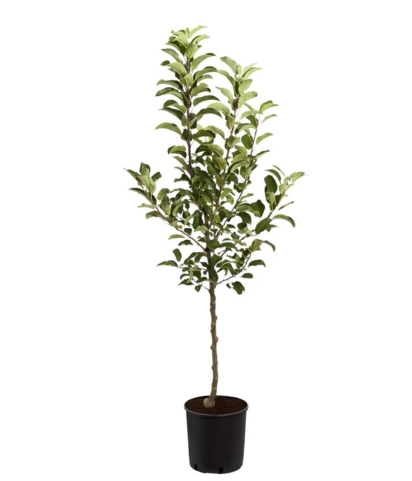 Herbstapfel 'Rebella' 2 Herbstapfel 'Rebella' – Bild 2