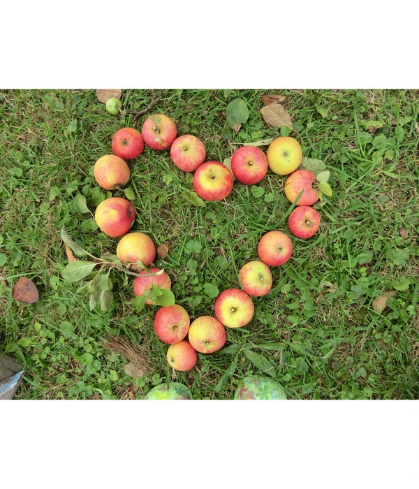 Herbstapfel 'Rebella' 1 Herbstapfel 'Rebella'