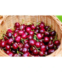 Kirschen-Duo 'Regina/Napoleon' 8 Kirschen-Duo 'Regina/Napoleon' -Outdoor Garten Geschäft 7738792 WE MO 001 KirschenDuoReginaNapoleon Pixabay