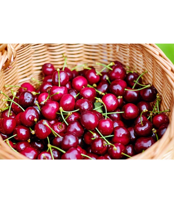 Kirschen-Duo 'Regina/Napoleon' 3 Kirschen-Duo 'Regina/Napoleon' – Bild 3