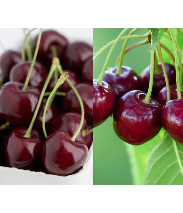 Kirschen-Duo 'Regina/Merchant' 1 Kirschen-Duo 'Regina/Merchant'