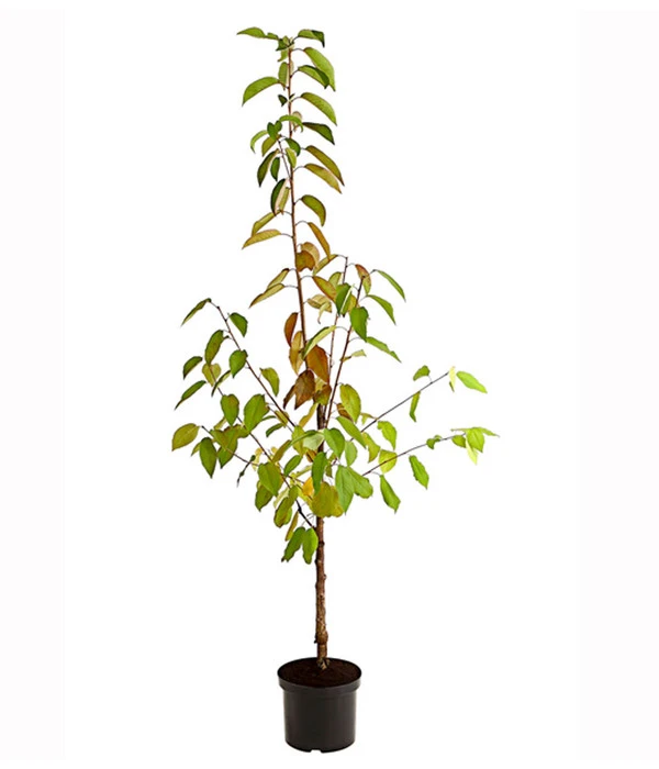 Kirschen-Duo 'Regina/Merchant' 2 Kirschen-Duo 'Regina/Merchant' – Bild 2