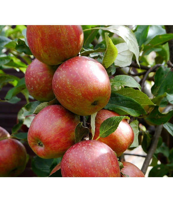 Säulenapfel 'Starcats' 2 Säulenapfel 'Starcats' – Bild 2