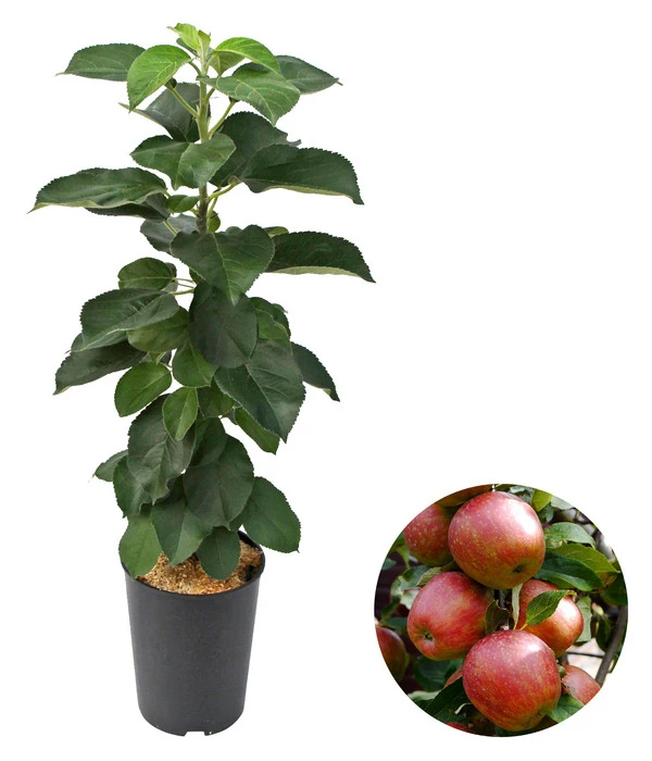 Säulenapfel 'Starcats' 1 Säulenapfel 'Starcats'