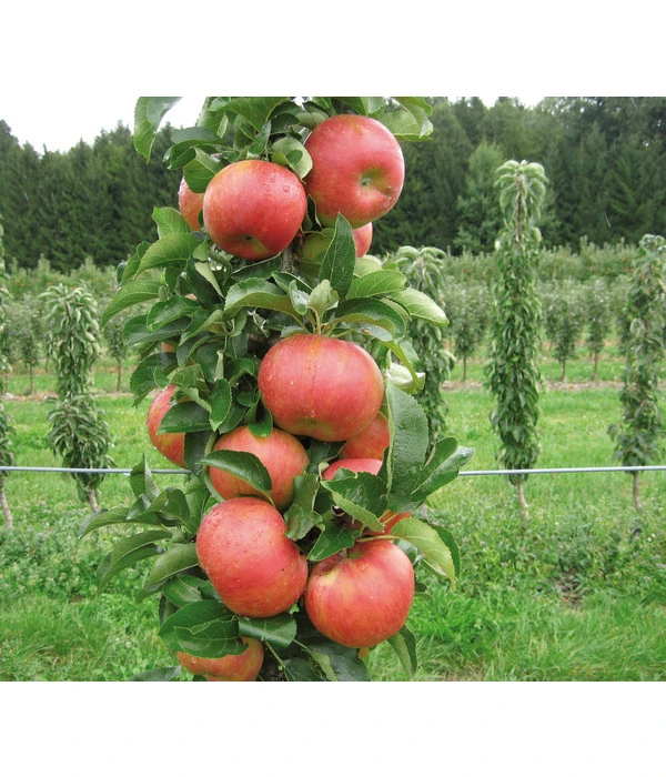 Säulenapfel 'Sonate' 2 Säulenapfel 'Sonate' – Bild 2