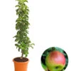 Säulenapfel 'Sonate'