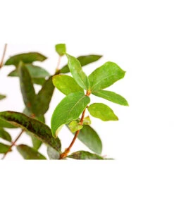 Maibeere -Outdoor Garten Geschäft 7756448 PR DE 003 SibirischeBlaubeerePolina3LiterDehnerExpressHerzig