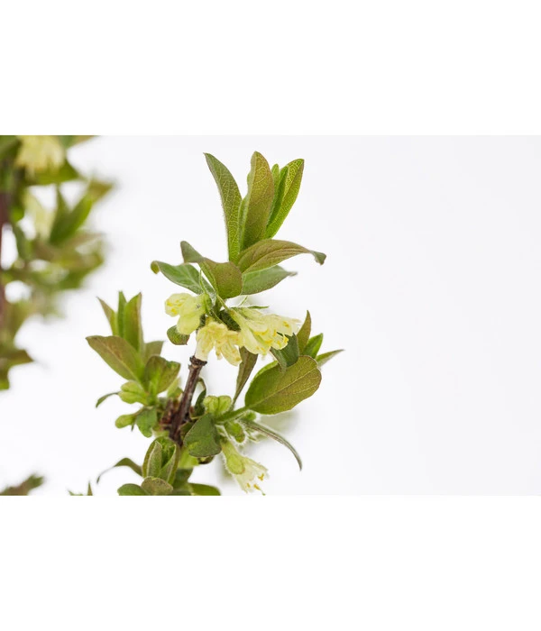 Sibirische Blaubeere 'MyBerry® Sweet' 3 Sibirische Blaubeere 'MyBerry® Sweet' – Bild 3