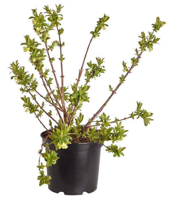 Sibirische Blaubeere 'MyBerry® Sweet' 2 Sibirische Blaubeere 'MyBerry® Sweet' – Bild 2