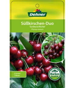 Kirschen-Duo 'Sunburst/Burlat' -Outdoor Garten Geschäft 7760713 Suesskirschen DuoSunburstBurlat Etikett 1